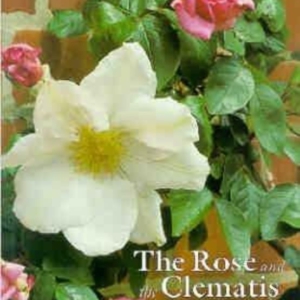 Titel: The Rose and the Clematis as good companions