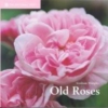 Titel: Old Roses