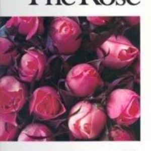 Titel: The Rose