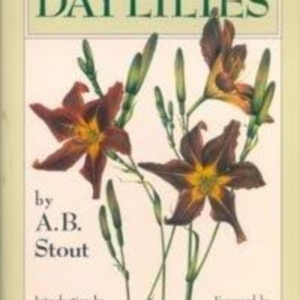Titel: Daylilies