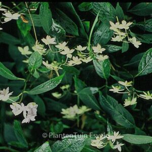 Hydrangea serrata 'Prolifera'