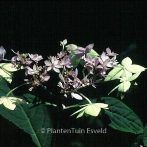 Hydrangea serrata 'Prolifera'