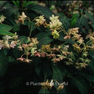 Hydrangea serrata 'Prolifera'