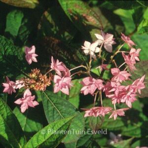 Hydrangea serrata 'Prolifera'