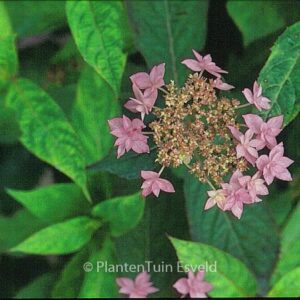 Hydrangea serrata 'Prolifera'
