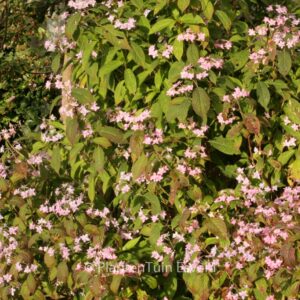 Hydrangea serrata 'Prolifera'