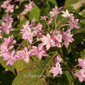 Hydrangea serrata 'Prolifera'
