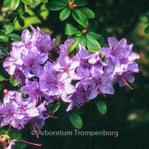 Rhododendron 'Blue Tit'