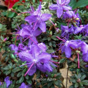Rhododendron 'Blue Tit'
