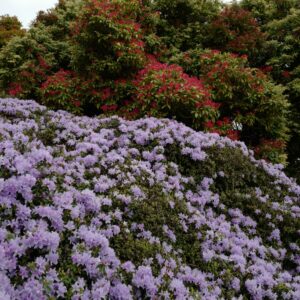 Rhododendron 'Blue Tit'
