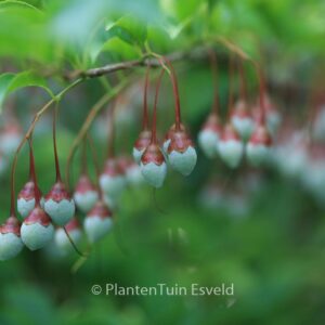 Styrax japonicus 'Peter Pan'