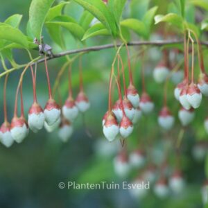 Styrax japonicus 'Peter Pan'