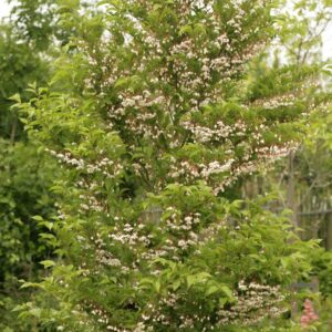 Styrax japonicus 'Peter Pan'