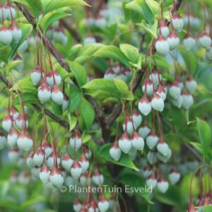 Styrax japonicus 'Peter Pan'