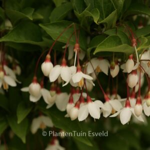 Styrax japonicus 'Peter Pan'