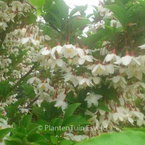 Styrax japonicus 'Peter Pan'