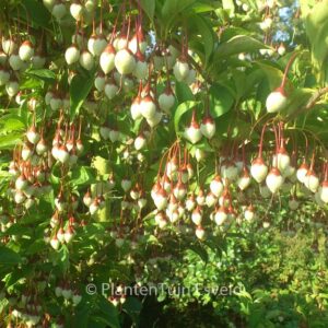 Styrax japonicus 'Peter Pan'