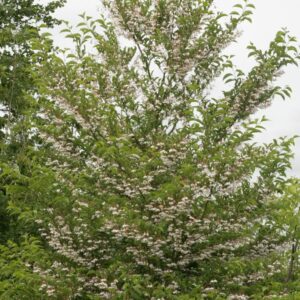 Styrax japonicus 'Peter Pan'