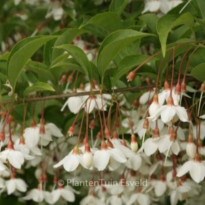 Styrax japonicus 'Peter Pan'