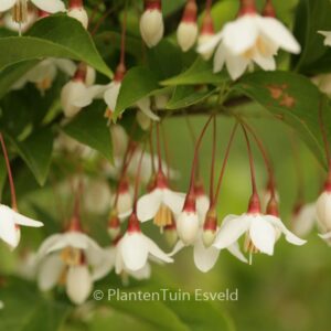 Styrax japonicus 'Peter Pan'