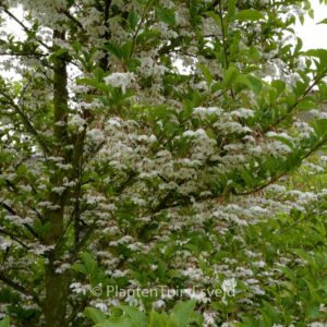 Styrax japonicus 'Peter Pan'
