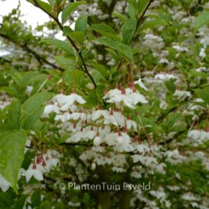 Styrax japonicus 'Peter Pan'