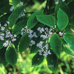 Viburnum setigerum 'Aurantiacum'