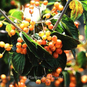 Viburnum setigerum 'Aurantiacum'