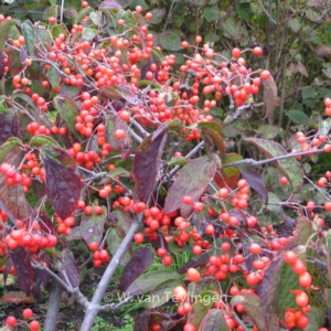 Viburnum setigerum 'Aurantiacum'