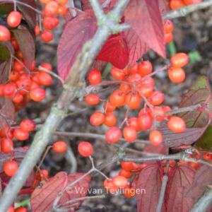 Viburnum setigerum 'Aurantiacum'