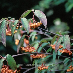 Viburnum setigerum 'Aurantiacum'