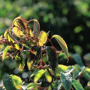 Viburnum setigerum 'Aurantiacum'