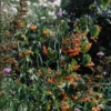Viburnum setigerum 'Aurantiacum'