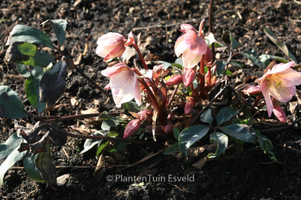 Helleborus 'Winter Sunshine'