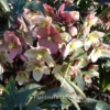 Helleborus 'Winter Sunshine'