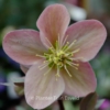 Helleborus 'Winter Sunshine'