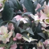 Helleborus 'Winter Sunshine'