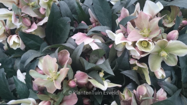 Helleborus 'Winter Sunshine'