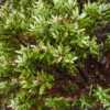 Phyllocladus trichomanoides var. alpinus