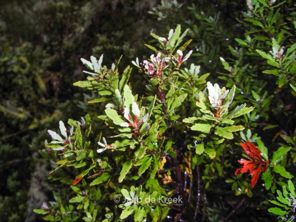 Phyllocladus trichomanoides var. alpinus