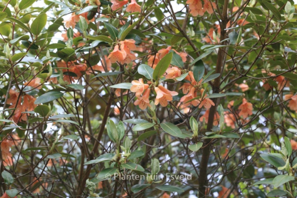 Rhododendron cinnabarinum