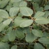 Rhododendron cinnabarinum