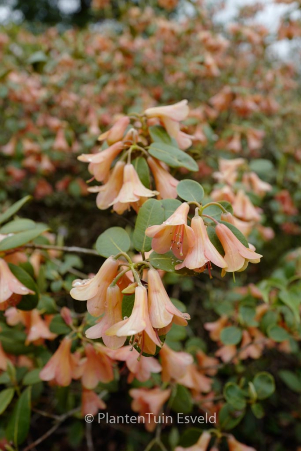 Rhododendron cinnabarinum