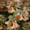 Rhododendron cinnabarinum