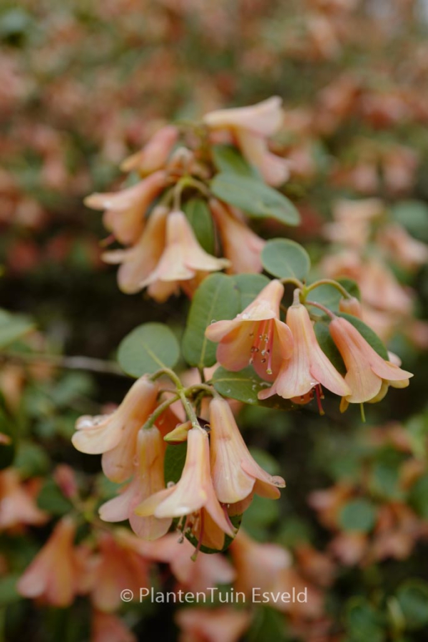 Rhododendron cinnabarinum