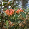 Rhododendron cinnabarinum