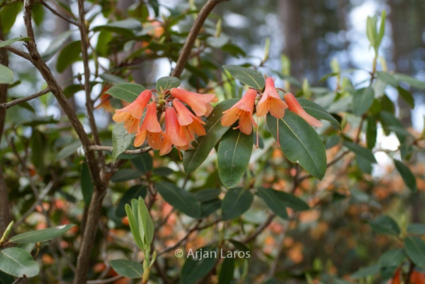 Rhododendron cinnabarinum