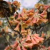 Rhododendron cinnabarinum