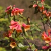 Rhododendron cinnabarinum