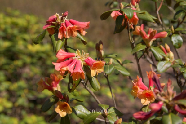 Rhododendron cinnabarinum